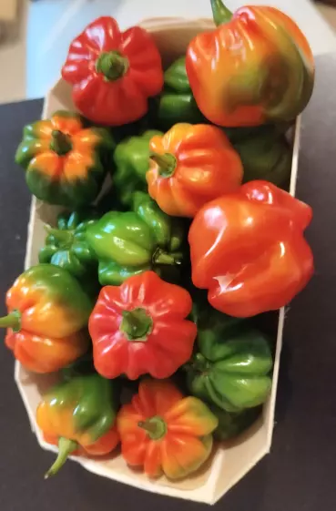 La Bodega - Restaurant / Tapas / Burger aux 3 îlets à la pointe du bout